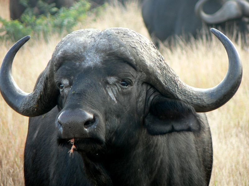 JAR 238_buv.JPG - Krásný detail jednoho z nich.